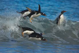 Here you can find the answer to your question: Penguins Swimming Facts About Penguins Dk Find Out