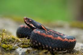 Black And Yellow Snake Georgia Poisonous Flora Fauna Terra Photo Beautiful Snakes Reptiles And Amphibians Reptile Snakes
