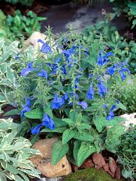 They also make good fillers for hanging baskets and pots. 10 Bonny Blue Plants And Flowers Hgtv