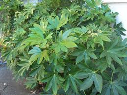 Image result for Araliaceae