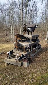 Making Toys For Goats To Keep Them Busy Is A Great Way To Be Entertained You Will Be Surprised At All The Things Your G Goat Playground Goat Toys Goat Shelter