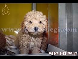 Toy Poodle Yavrulari 0532 343 8041 Http Www Suskopegi Com Toypoodle Yavru Htm Sus Kopekleri Toy Poodle Minyatur Poodle Olarakta Anilan B Poodle Kopek Tintin