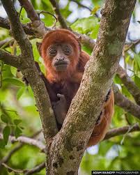 Juvenile Red Howler Monkey La Palmita Casanare Colombia Alouatta Seniculus Reserva Natural La Palmita Trinidad Casanare Colo Howler Monkey Animals Monkey