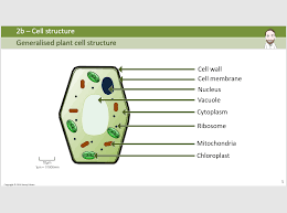 Coordination or click here to download 10. 2b Cell Structure