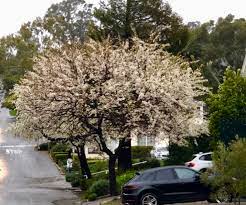 The trees are primarily used as ornamental plantings for their spring blooming flowers. Friday Photo Non Fruit Bearing Pear Trees In The Rain