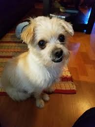 Ct dog rescue,inc.'s adoption process. Rescue Dogs Avaliable For Adoption Ct John Gagnon S Pet Resort