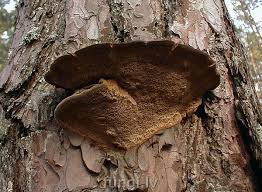 Image result for Phellinus pini