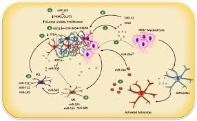 I'm a strong person but all of this is making me worry. Micrornas Orchestrate Pathophysiology Of Breast Cancer Brain Metastasis Advances In Therapy Molecular Cancer Full Text