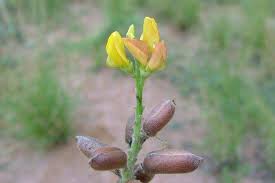 Image result for Crotalaria quarrei