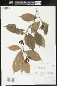 Image result for Rinorea convallarioides