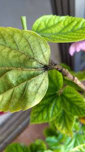 Maybe you would like to learn more about one of these? Hibiscus Problems Gardening Landscaping Stack Exchange