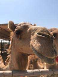 Al lisaili is a desert settlement in the emirate of dubai, united arab emirates (uae) and a centre for the sport of camel racing. The Camel Farm Dubai 2021 All You Need To Know Before You Go With Photos Tripadvisor