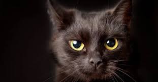 #black and white kittens #black kittens #cat rescue temecula #cats for adoption #cats for adoption near me #kitten #kitten for adoption #kittens update on the felv kitten situation, for anyone paying attention. Rah07asot3dltm