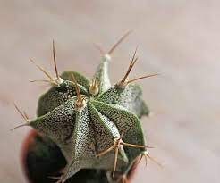 Cacti representative of the succulent plants still have the old lady cactus is a good starter for a budding cactus collection. Little Bishop S Cap Cactus Astrophytum Myriostigma