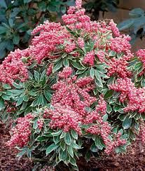 Pieris Passion Frost Seeds And Plants Flowers At Burpee Com Plants Planting Shrubs Shrubs
