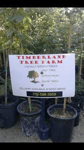 Pin On Lemon Tree Las Vegas Nevada