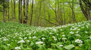 to see this item and more great travel accessories, visit our nat hab gear store. The Plant Allium Ursinum Is Known As Trivia Questions Quizzclub
