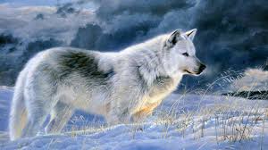 Tons of awesome wolf wallpapers hd to download for free. 31 Wolf Animal Wallpapers On Wallpapersafari