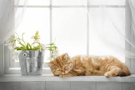 Kedi Kumu Kokusunu Gidermenin 7 Yolu Yemek Tarifleri Guzellik Bakim Saglik Ve Yasam