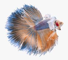 *aap custom all natural carnivore fish food crumbles (recommended) additional information: Half Moon Betta Betta Fish Hd Hd Png Download Transparent Png Image Pngitem