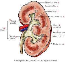 Diagram Of Kidney Connect Kidney Kidney Anatomy Diagram