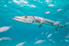 Barracuda networks does require free registration to gain access to the dnsbl. Barracuda Facts Animals Of The Oceans Worldatlas