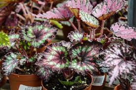The leaves of the rex begonia plant may be. The Ever Illusive Rex Begonia Tallahassee Nurseries Tallahassee S Premier Garden Center Landscaping