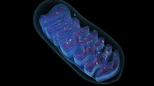3d Model Mitochondria Energy Cell Mitochondria Diabetes Sugar Diabetes