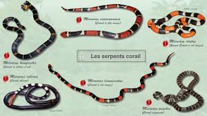 Les Elapides Guyanais Bio Scene Org ⬇ télécharger des photos de serpent venimeux sur la meilleure banque photo depositphotos! les elapides guyanais bio scene org