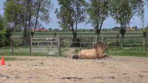 Stallion does what, he mounts a human ? - Konrad Lorenz and his Geese  imprinting experiment - YouTube