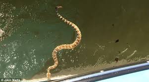 images?q=tbn:ANd9GcTDs2cAhRR6NTgQ-liR5lw