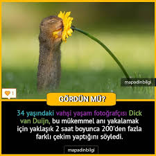 Ilginc Resimler Vahsi Yasam Resimler