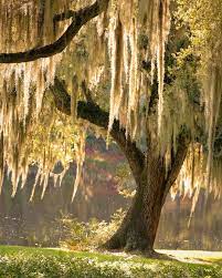 Maybe you would like to learn more about one of these? Gyclli Live Oak Tree Tattoo Oak Tree Tattoo Live Oak Trees