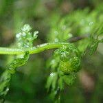 Image result for Asplenium abyssinicum
