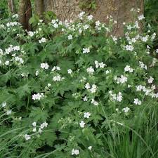 Geranium Sylvaticum Album Wald Storchschnabel Mit Bildern Storchschnabel Geranien Stauden