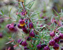 Brown Boronia Boronia Megastigma African Plants Native Garden Hanging Flowers