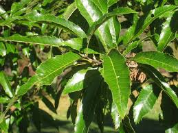 Because oaks are nearly as wide as they are tall, they make an excellent shade tree. Quercus Acutissima Wikipedia