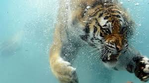 Fonds D Ecran Animaux Fonds D Ecran Felins Tigres Wallpaper N 305051 Par Bawa Hebus Com Animaux Sous L Eau Animaux Beaux