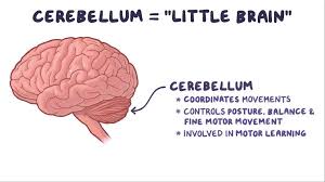 Image result for Cerebellar Function Test