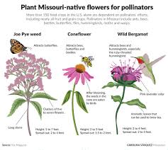 Buy joe pye weed plants and seeds from joyful butterfly. Plant Missouri Native Flowers For Pollinators Graphics Columbiamissourian Com