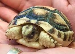 Marginated Tortoise Care Sheet Reptile Centre