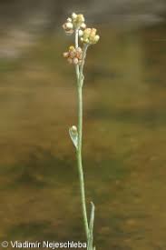 Image result for Pseudognaphalium luteo-album