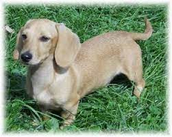 We are based in san diego & los angeles, california. Smooth Cream Dachshund Dachshund Puppy Miniature Cream Dachshund Dachshund Mom