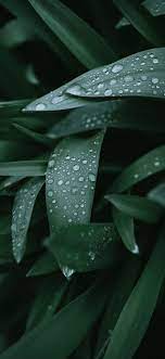 Wet Leaves Wallpaper Green Nature Wallpaper Nature Iphone Wallpaper Leaf Wallpaper
