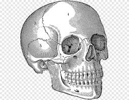 Anatomical drawings of the human body. Skull Human Anatomy Human Body Drawing Skull Head Anatomy Png Pngegg
