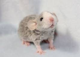 Baby Blue Rex Dumbo Rat Looks Like My Little Saylaway - Cutest Paw Pet Rats Cute Rats Cute Animals