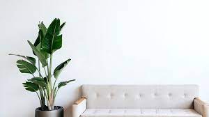 Zoom's virtual background allows you to add an image to the background during your video chats. Zoom Video Call Conferencing Backgrounds High Resolution Background Photos Rawpixel
