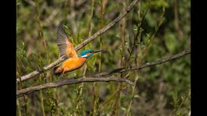 Birds Of A Feather 2020 Episodes Wildlife Wednesday Episode 5 In 2020 Wildlife Episode 5 Episodes