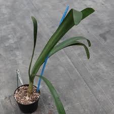 Image result for Clutia robusta