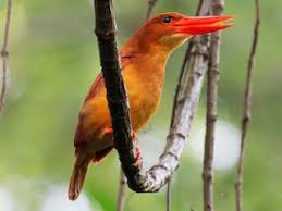 Image result for Rothmannia fischeri